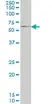 Anti Human GGT1 Antibody, clone 1F9 thumbnail image 1