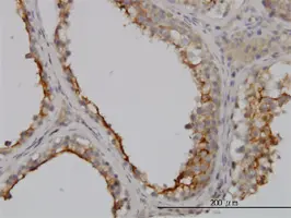 Anti Human GGT1 Antibody, clone 1F9 gallery image 2