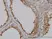 Anti Human GGT1 Antibody, clone 1F9 thumbnail image 2