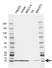 Anti GLRX Antibody, clone AB01/1D2 (PrecisionAb Monoclonal Antibody) thumbnail image 1