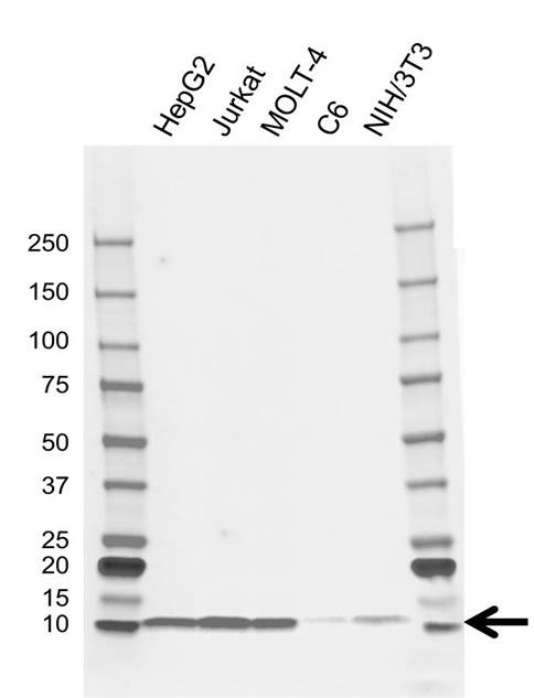 Anti GLRX Antibody, clone AB01/1D2 (PrecisionAb Monoclonal Antibody) gallery image 1