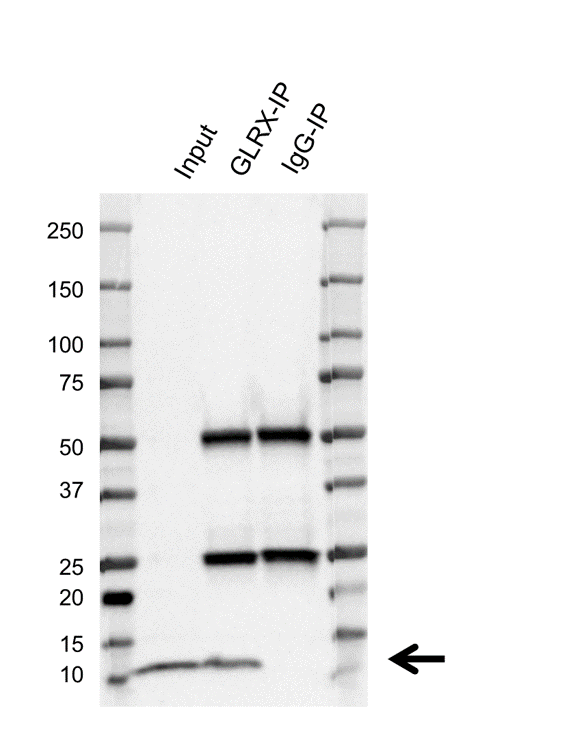 Anti GLRX Antibody, clone AB01/1D2 (PrecisionAb Monoclonal Antibody) gallery image 2