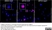 Anti Human Glucocorticoid Receptor Antibody, clone 5E4 thumbnail image 1