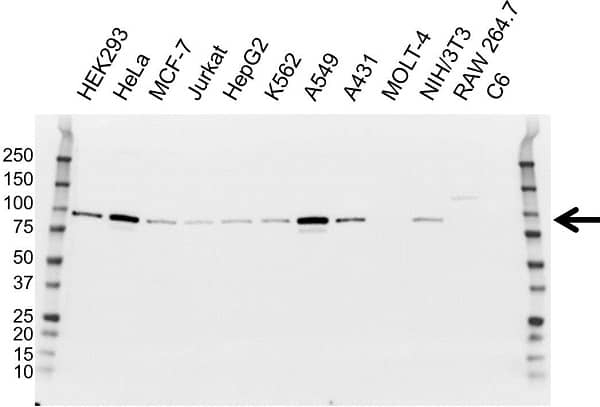 Anti Glucocorticoid Receptor Antibody, clone OTI2C4 (PrecisionAb Monoclonal Antibody) gallery image 3