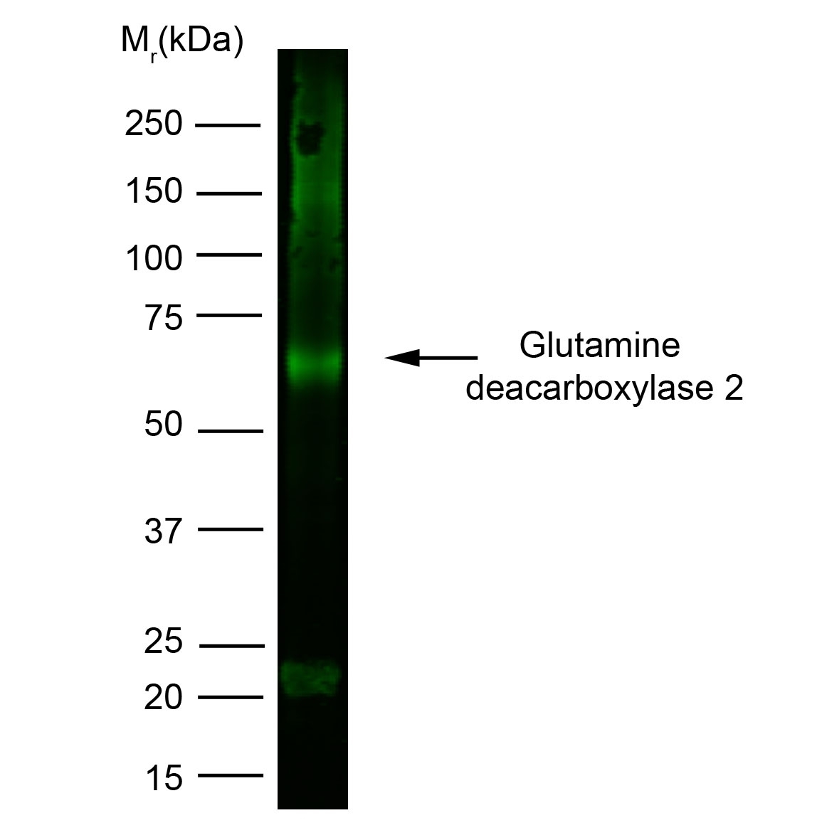 Anti Human Glutamate Decarboxylase 2 (N-Terminal) Antibody, clone N-GAD65 gallery image 1