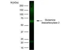 Anti Human Glutamate Decarboxylase 2 (N-Terminal) Antibody, clone N-GAD65 gallery image 1