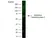 Anti Human Glutamate Decarboxylase 2 (N-Terminal) Antibody, clone N-GAD65 thumbnail image 1