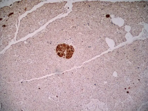 Anti Human Glutamate Decarboxylase 2 (N-Terminal) Antibody, clone N-GAD65 gallery image 2