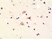 Anti Glutamate Receptor 1 (pSer845) Antibody, clone RM296 thumbnail image 2