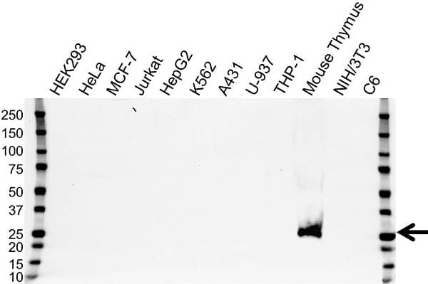 Anti GM-CSF Antibody, clone OTI1A3 (PrecisionAb Monoclonal Antibody) gallery image 1