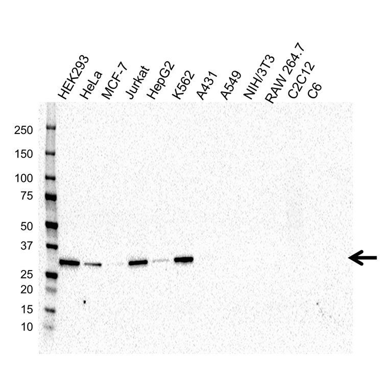 Anti GMNN Antibody (PrecisionAb Monoclonal Antibody) gallery image 1