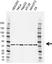 Anti GNA13 Antibody, clone CD02/3A3 (PrecisionAb Monoclonal Antibody) thumbnail image 1