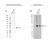 Anti GNA13 Antibody, clone CD02/3A3 (PrecisionAb Monoclonal Antibody) thumbnail image 2