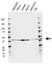 Anti Gnaq Antibody, clone CD02/1H5 (PrecisionAb Monoclonal Antibody) thumbnail image 1