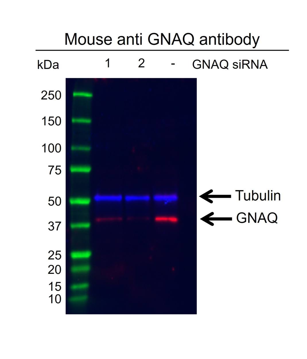 Anti Gnaq Antibody, clone CD02/1H5 (PrecisionAb Monoclonal Antibody) gallery image 2