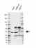 Anti Human GNB1 Antibody, clone AB04/2E5 (Monoclonal Antibody Antibody) thumbnail image 2