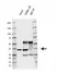 Anti Human GNB1 Antibody, clone AB04/2E5 (Monoclonal Antibody Antibody) thumbnail image 2