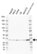 Anti GNB3 Antibody, clone EF01/1A12 (PrecisionAb Monoclonal Antibody) thumbnail image 1