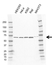 Anti GNL3 Antibody, clone AB03/2F7 (PrecisionAb Monoclonal Antibody) thumbnail image 1