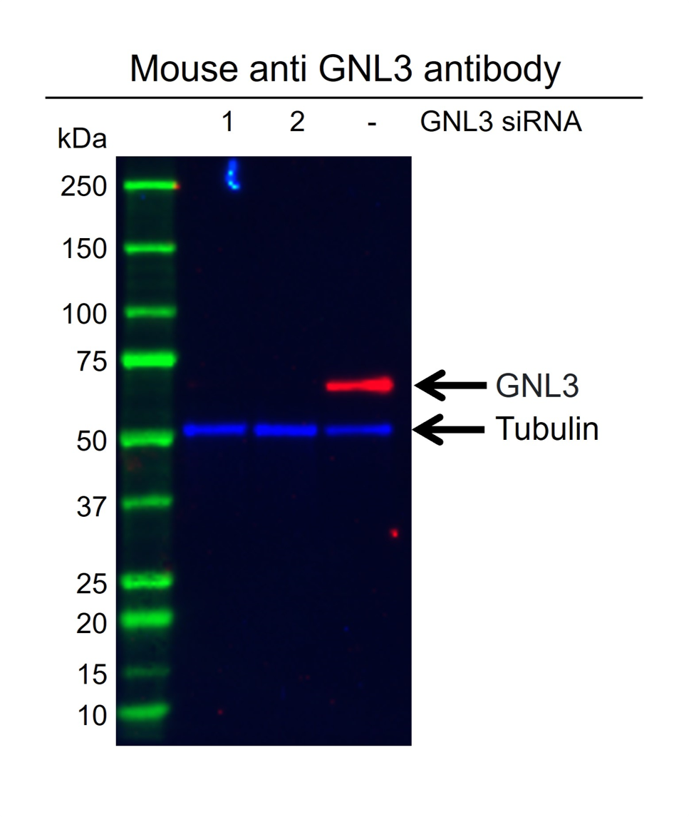 Anti GNL3 Antibody, clone AB03/2F7 (PrecisionAb Monoclonal Antibody) gallery image 2