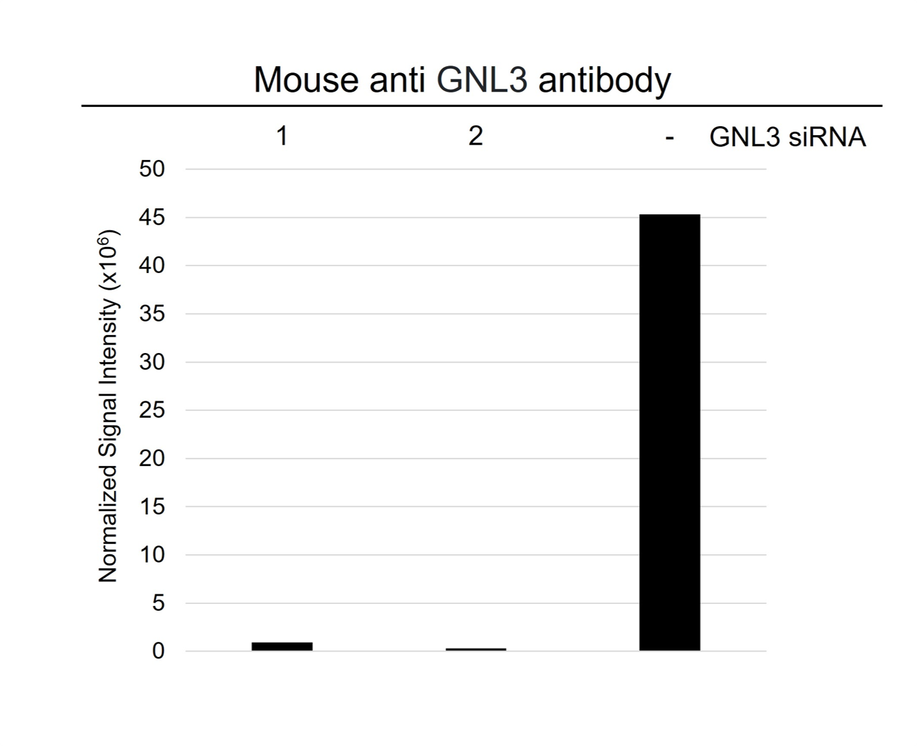 Anti GNL3 Antibody, clone AB03/2F7 (PrecisionAb Monoclonal Antibody) gallery image 3