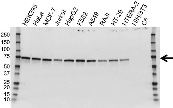 Anti GORASP1 Antibody, clone OTI5G8 (PrecisionAb Monoclonal Antibody) gallery image 1