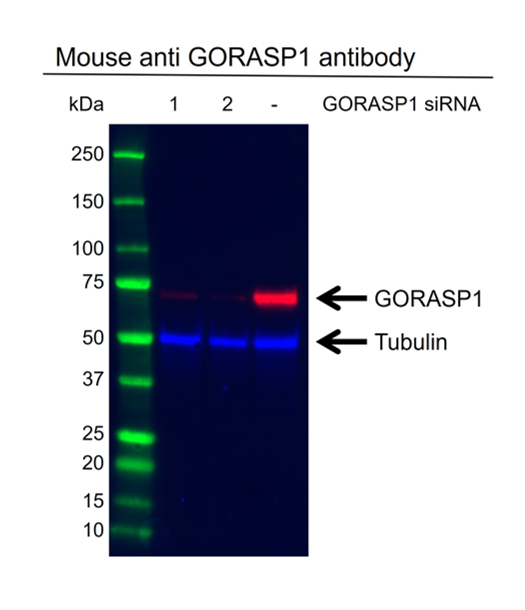 Anti GORASP1 Antibody, clone OTI5G8 (PrecisionAb Monoclonal Antibody) gallery image 2