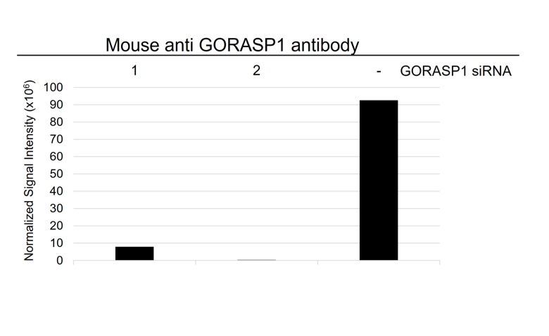 Anti GORASP1 Antibody, clone OTI5G8 (PrecisionAb Monoclonal Antibody) gallery image 3