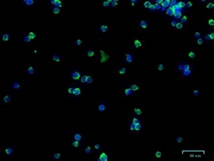 Anti GPI Antibody, clone CPTC31 (PrecisionAb Monoclonal Antibody) gallery image 3