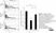 Anti Granzyme B Antibody, clone GB11 thumbnail image 2