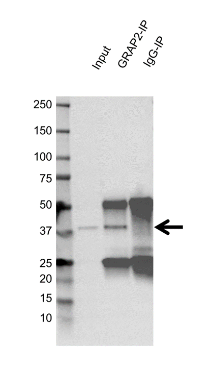 Anti GRAP2 Antibody, clone OTI1G2 (PrecisionAb Monoclonal Antibody) gallery image 2