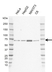 Anti Human GRB10 Antibody, clone E01/5G4 thumbnail image 1