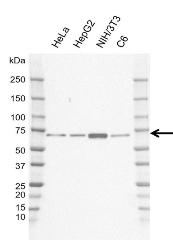 Anti Human GRB10 Antibody, clone E01/5G4 gallery image 1