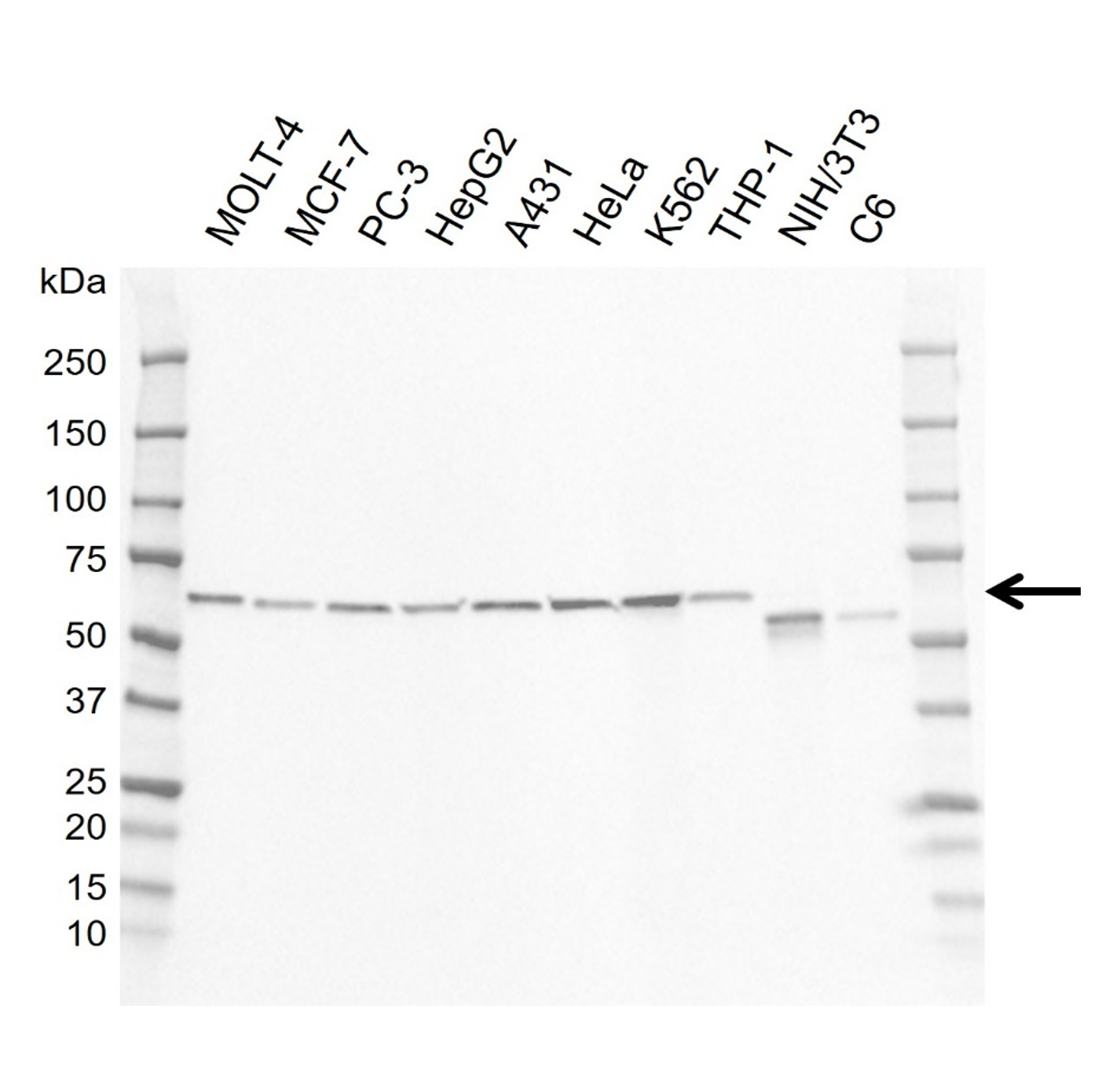 Anti Human GRB14 Antibody, clone I01-10B4 gallery image 1
