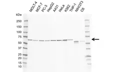 Anti Human GRB14 Antibody, clone I01-10B4 gallery image 1