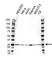 Anti GRB2 Antibody, clone 32F3-G7 (PrecisionAb Monoclonal Antibody) thumbnail image 1