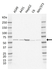 Anti GRB7 Antibody, clone AB03/2E10 (PrecisionAb Monoclonal Antibody) thumbnail image 1