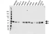 Anti GSK3 Alpha/Beta Antibody, clone AB05/3C12 (PrecisionAb Monoclonal Antibody) gallery image 1