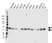 Anti GSK3 Alpha/Beta Antibody, clone AB05/3C12 (PrecisionAb Monoclonal Antibody) thumbnail image 1