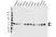 Anti GSK3 Alpha/Beta Antibody, clone AB05/3C12 (PrecisionAb Monoclonal Antibody) thumbnail image 1