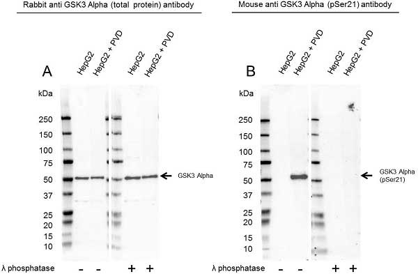 Anti GSK3 Alpha (pSer21) Antibody, clone 9B8 (PrecisionAb Monoclonal Antibody) thumbnail image 1