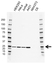 Anti GSTK1 Antibody, clone AB02/2F8 (PrecisionAb Monoclonal Antibody) thumbnail image 1