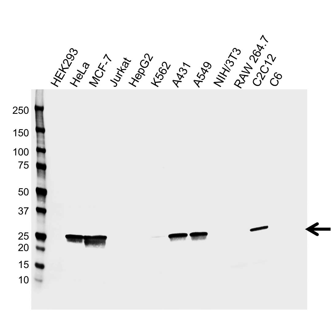 Anti GSTM3 Antibody, clone CPTC23 (PrecisionAb Monoclonal Antibody) gallery image 1