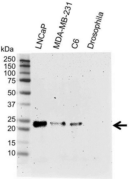Anti Human H-Ras Antibody, clone H-Ras-03 (Monoclonal Antibody Antibody) gallery image 2