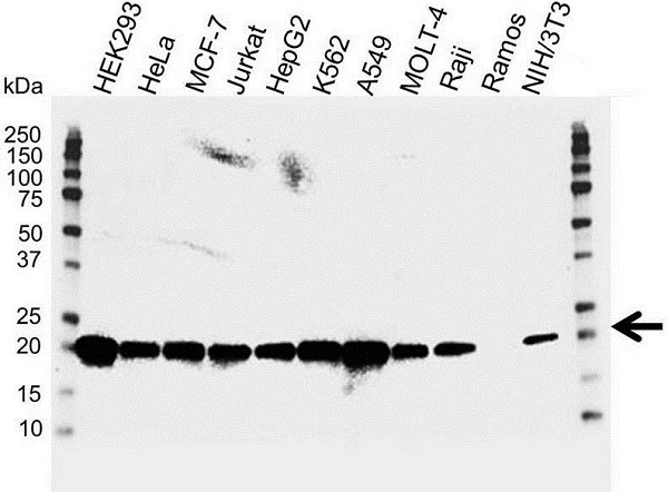 Anti Human H-Ras Antibody, clone H-Ras-03 (Monoclonal Antibody Antibody) gallery image 3