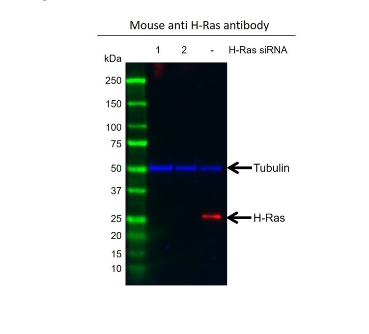 Anti Human H-Ras Antibody, clone H-Ras-03 (Monoclonal Antibody Antibody) gallery image 4