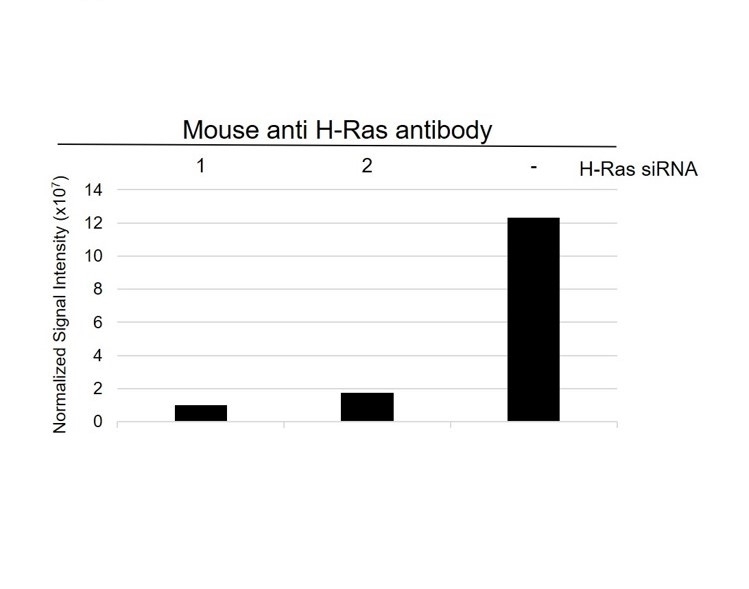 Anti Human H-Ras Antibody, clone H-Ras-03 (Monoclonal Antibody Antibody) gallery image 5