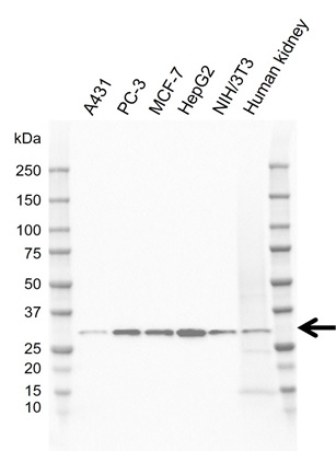 Anti H1F0 Antibody, clone CD03/1C11 (PrecisionAb Monoclonal Antibody) gallery image 1