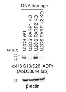 anti H3-S10-ADP-RIBOSE Antibody, clone AbD33644 gallery image 1