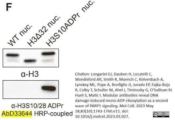 anti H3-S10-ADP-RIBOSE Antibody, clone AbD33644 - SpyTag Labeled gallery image 2